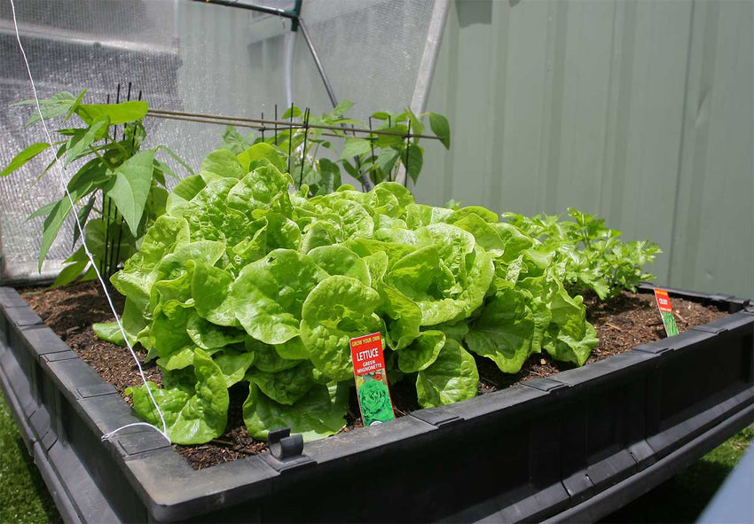 Vegepod Hochbeet  | Mittelgroßer Containergarten Gemüsebeet Schwarz mit Abdeckung 1m x 1m